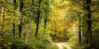 forest-7524428_1280
